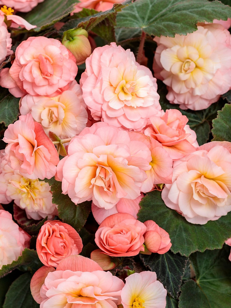 Rosliny pasujace do host Begonia double delight