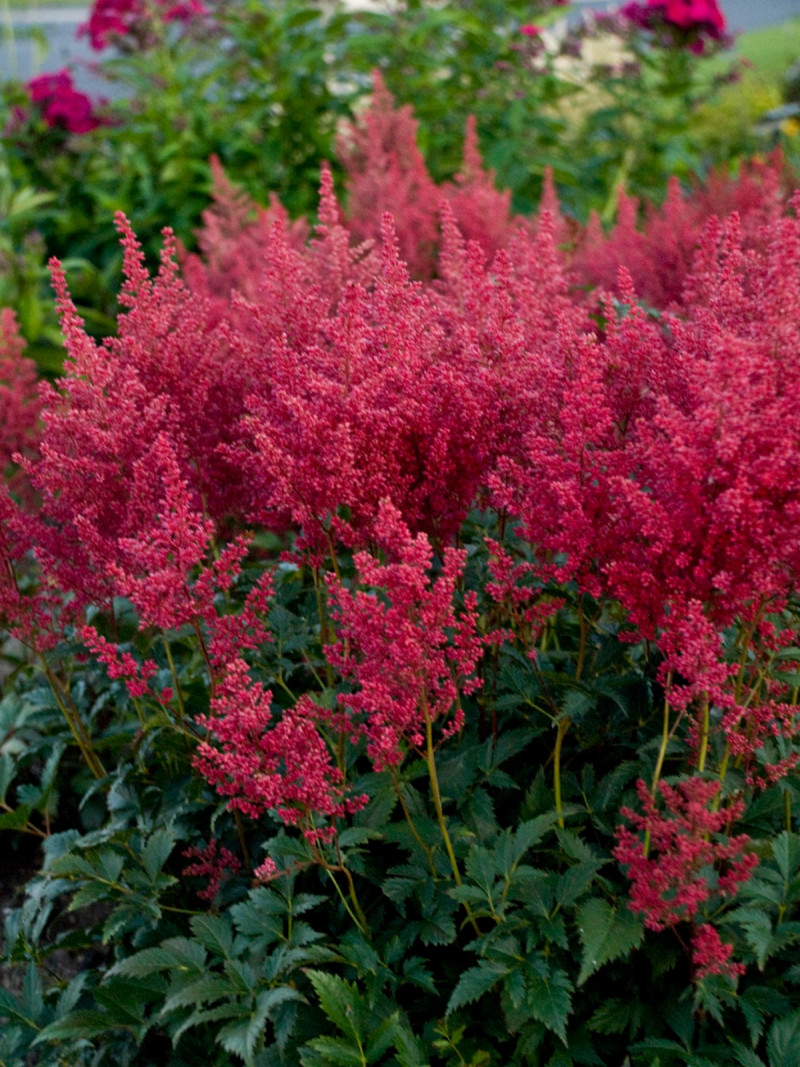 Rosliny pasujace do host Tawulka astilbe montgomery