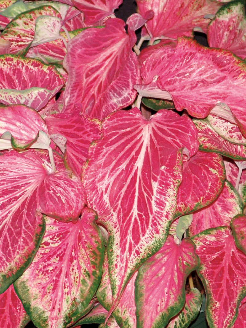 Rosliny pasujace do host Kaladium Caladium, fot. Proven Winners