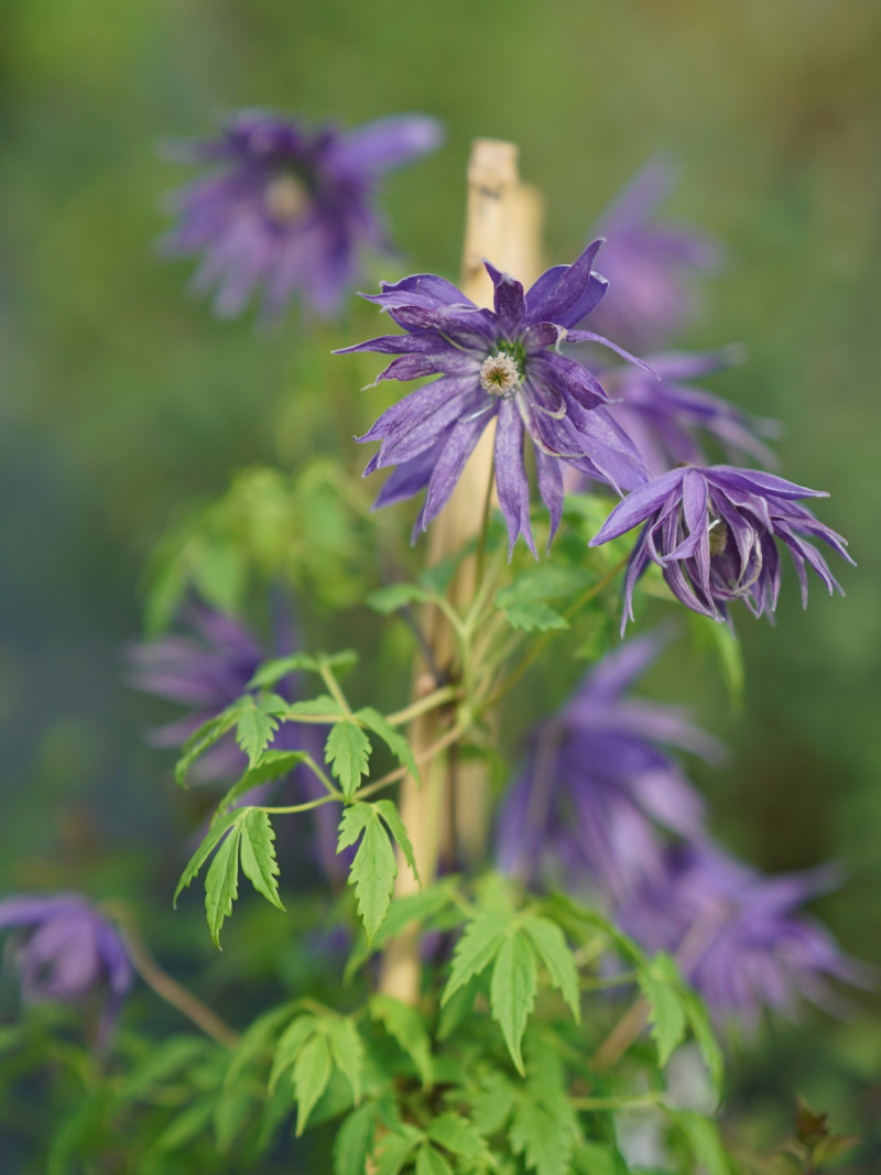 Rosliny pasujace do host Powojnik clematis sparky blue, fot. Proven Winners