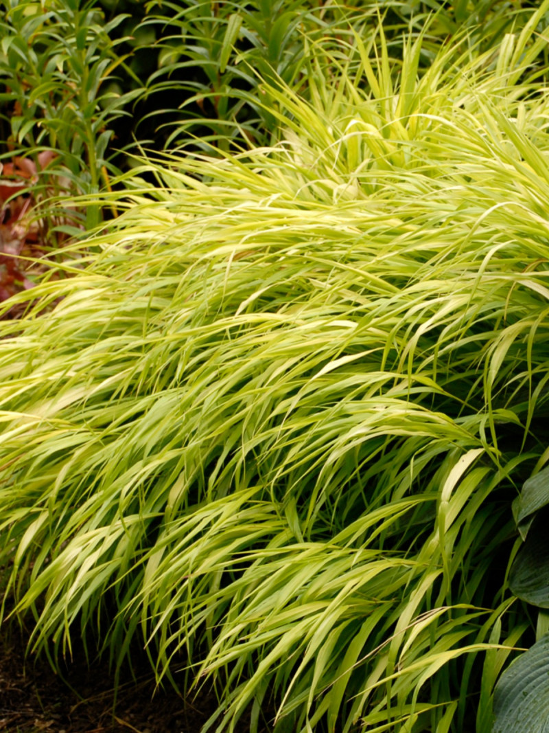 Rosliny pasujace do host Hakonechloa