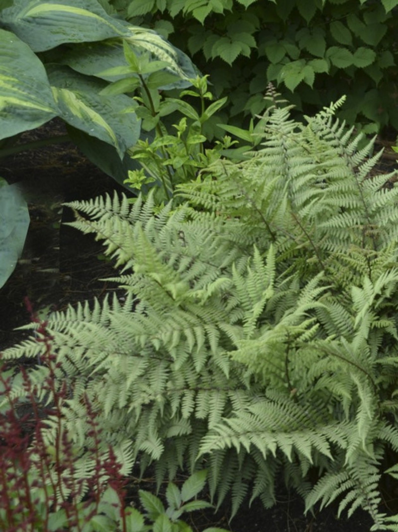 Rosliny pasujace do host Paproc athyrium