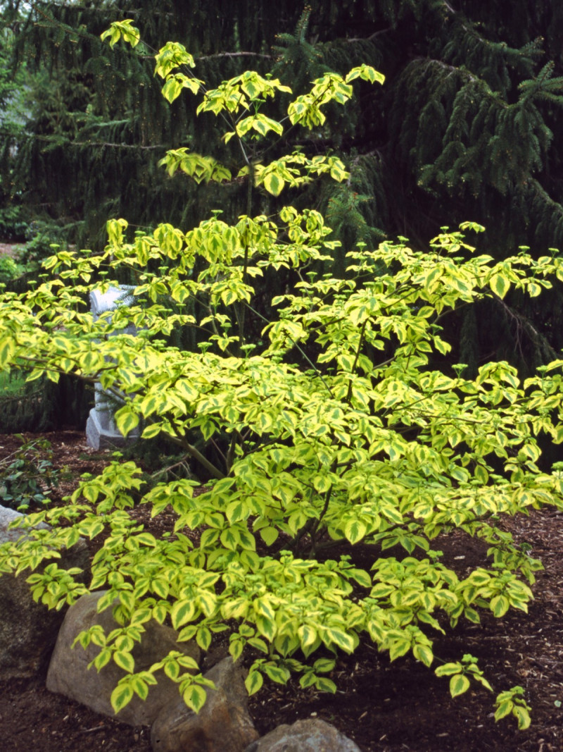 Rosliny pasujace do host Deren cornus golden shadows, fot. Proven Winners