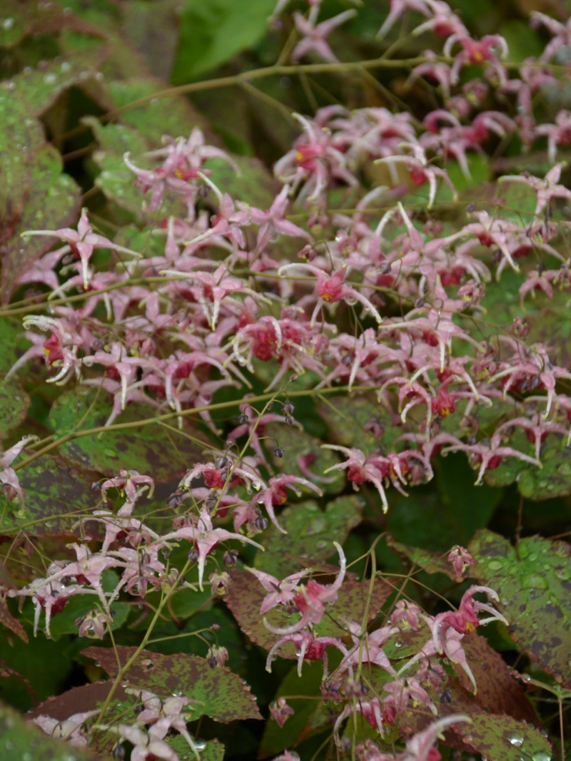 Rosliny pasujace do host Epimedium, fot. Proven Winners