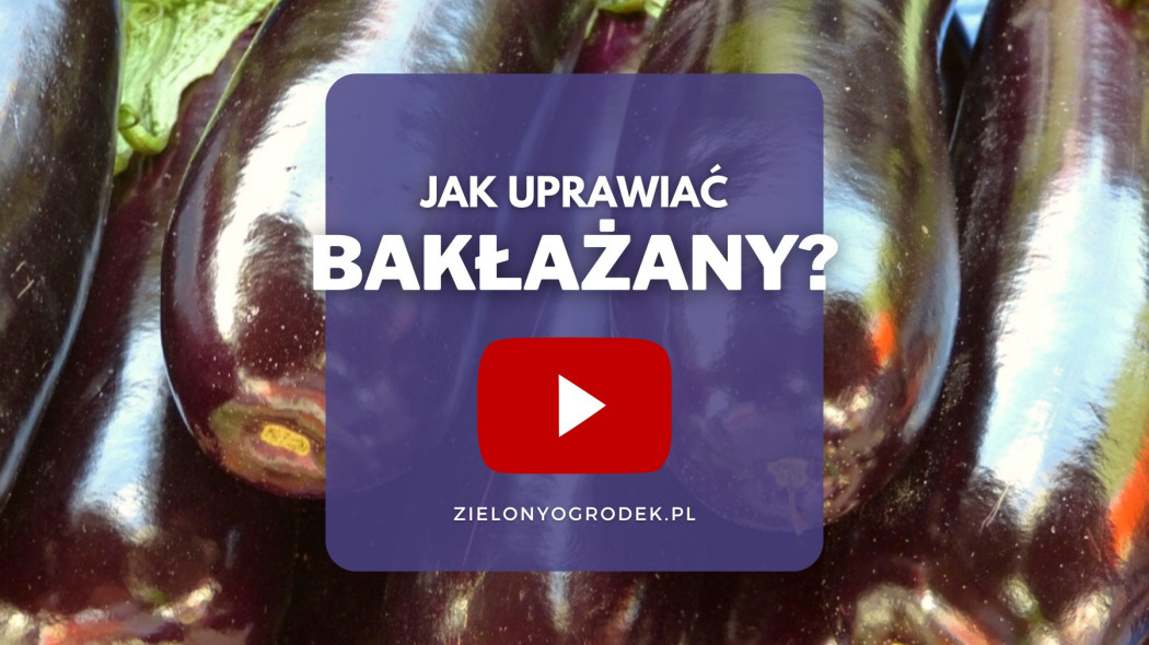 Jak uprawiac baklazany oberzyny,