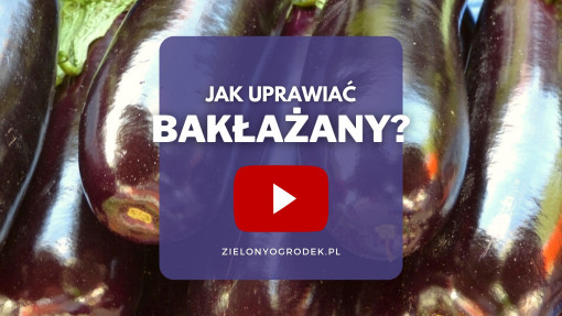 Film: Jak uprawiać bakłażany?