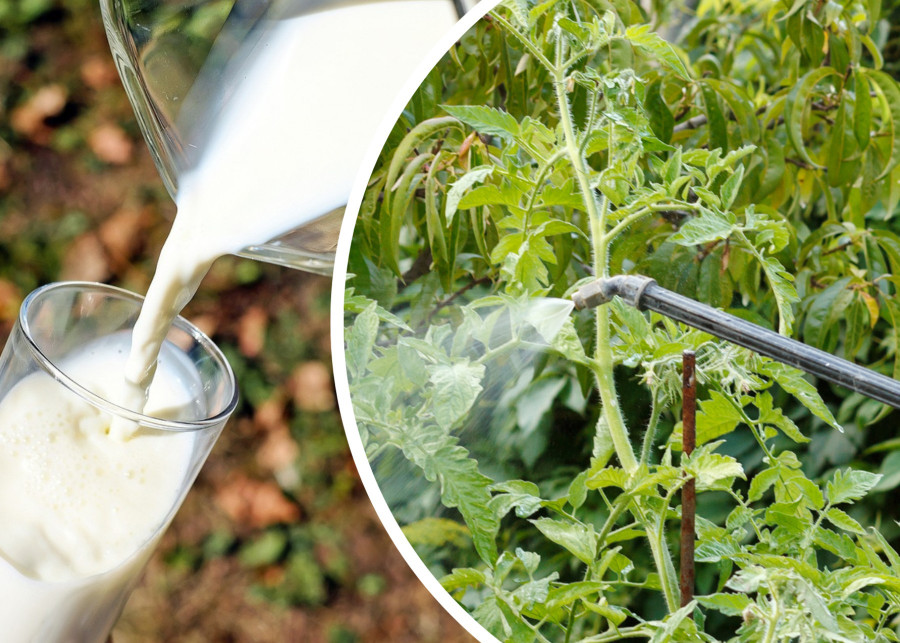 Opryski z mleka naturalna ochrona roslin za pomoca opryskow mlecznych