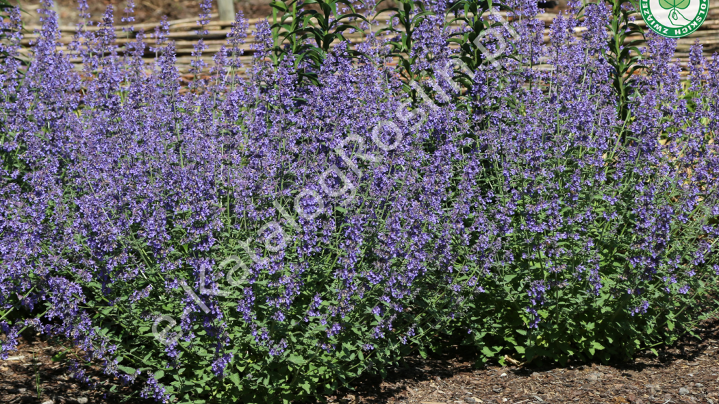 kocimiętka Nepeta Walkers Low Fot. Grzegorz Falkowski