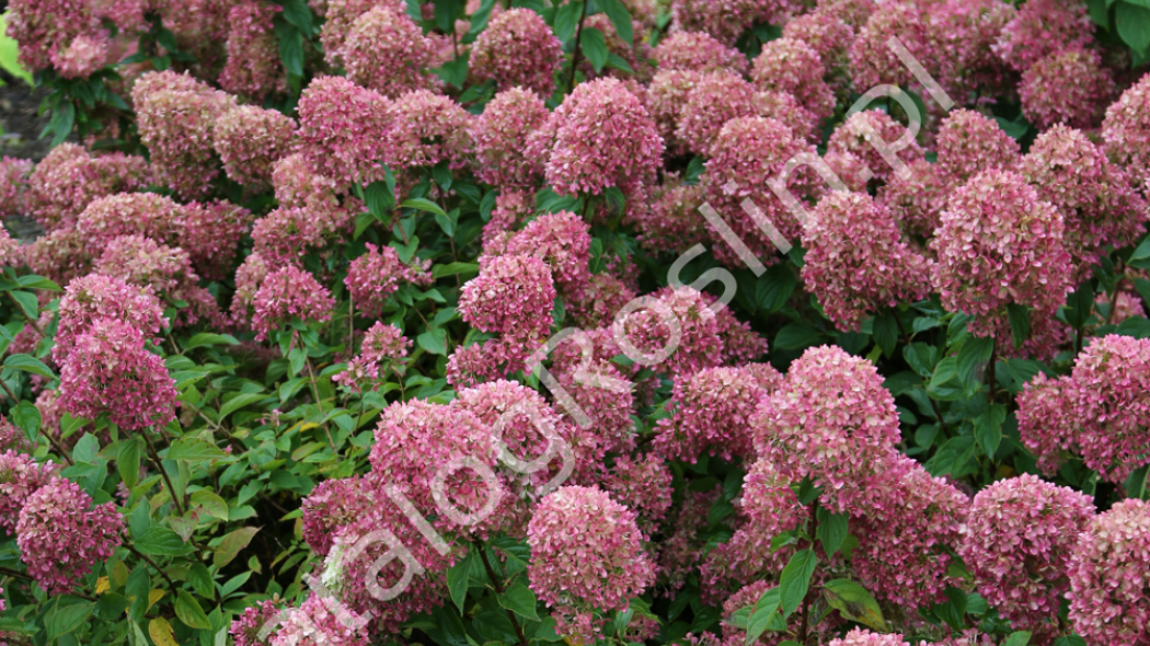 hortensja Hydrangea paniculata LITTLE LIME Jane Fot. Grzegorz Falkowski