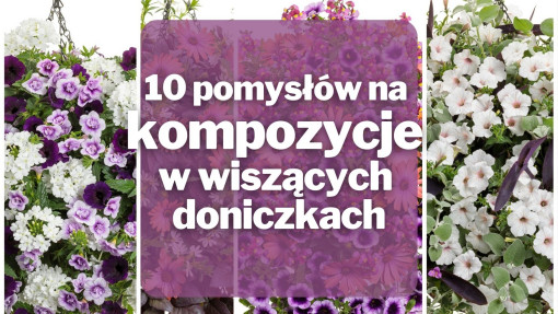 10 pomysłów na kompozycje w wiszących doniczkach