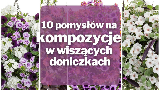 10 pomysłów na kompozycje w wiszących doniczkach