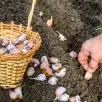 Dlaczego pomidory nie czerwienieją? Przyczyny, problemy i rozwiązania