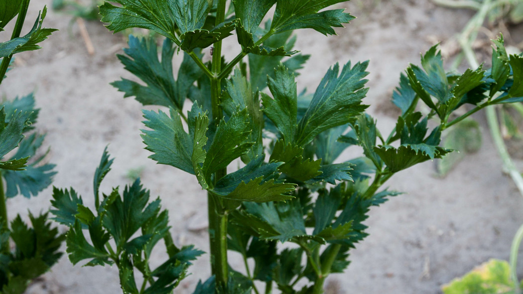 Pietruszka zwyczajna korzeniowa Petroselinum crispum