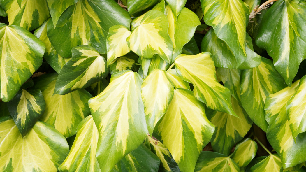 Bluszcz kolchicki Hedera colchica Sulphur heart