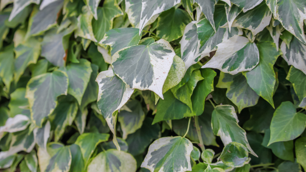 Bluszcz kolchicki Hedera colchica Dentata Variegata