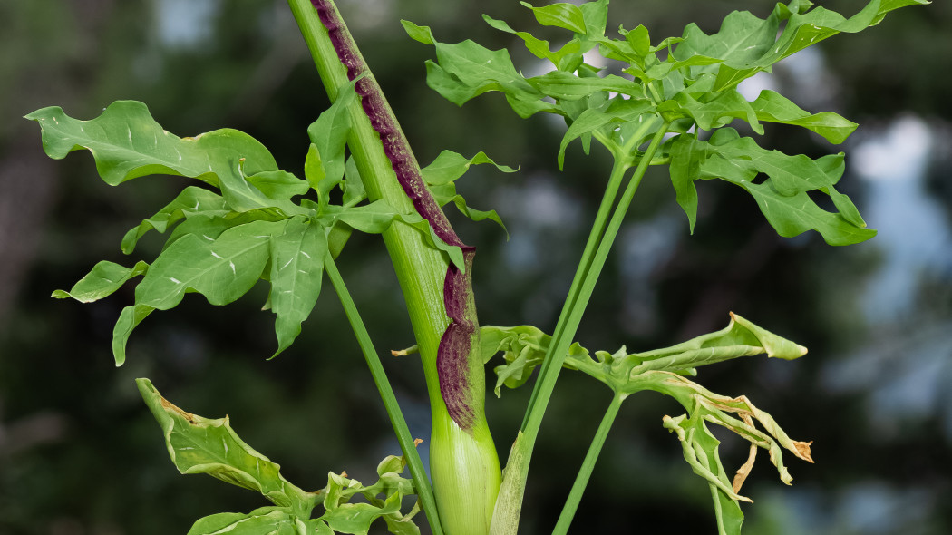 Drakunkulus zwyczajny Dracunculus vulgaris