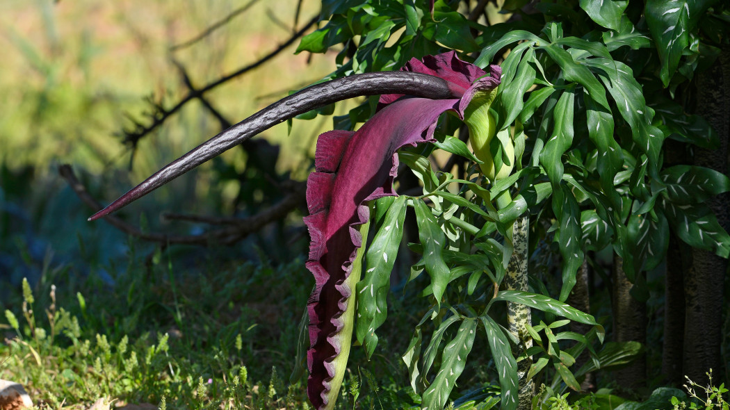 Drakunkulus zwyczajny Dracunculus vulgaris