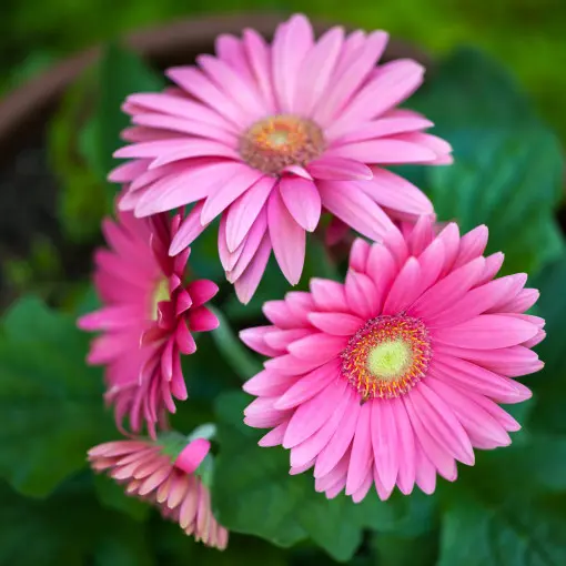 Gerbera Jamesona / Gerbera doniczkowa