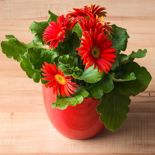 Gerbera Jamesona / Gerbera doniczkowa