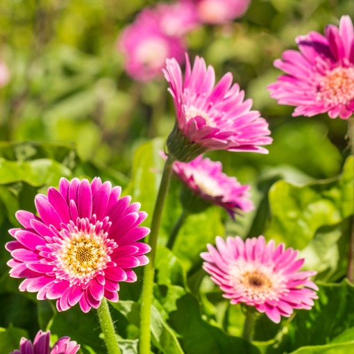 Gerbera miniaturowa