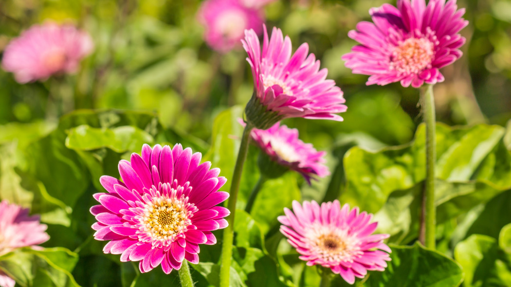 Gerbera miniaturowa Gerbera jamesonii mini