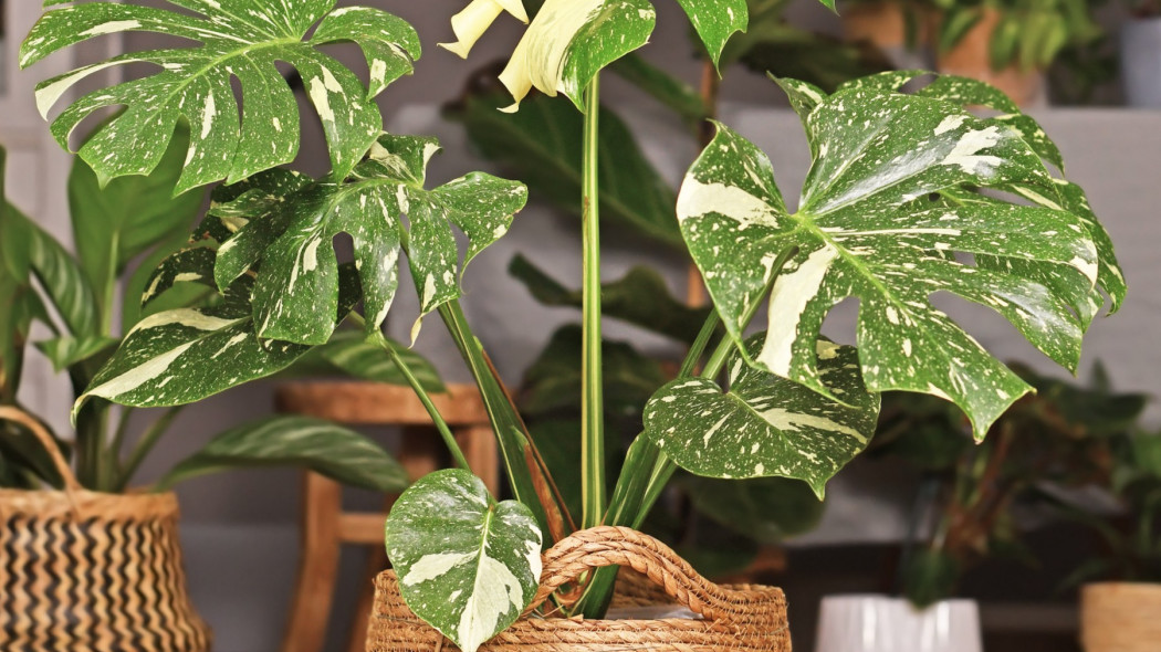 Monstera Variegata