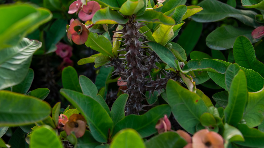 Wilczomlecz okazaly Euphorbia milii