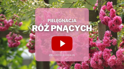 FILM: Jak pielęgnować róże pnące?