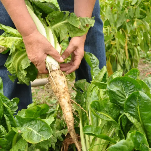 Cykoria sałatowa, cykoria czerwona, radicchio