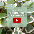 FILM: Komarzyca (Plectranthus) odstrasza komary! Zainspiruj się i dodaj ją do swoich roślin balkonowych