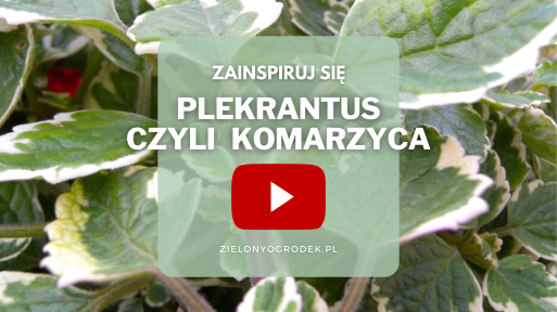 FILM: Komarzyca (Plectranthus) odstrasza komary! Zainspiruj się i dodaj ją do swoich roślin balkonowych