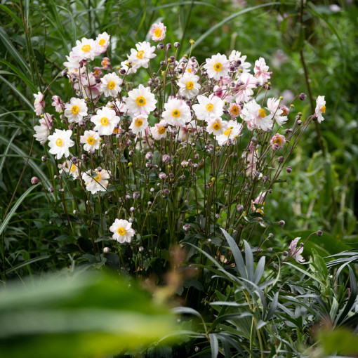 Zawilec 'Garden Breeze Pink Touch'