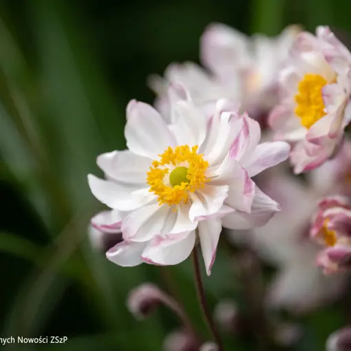 Zawilec 'Garden Breeze Pink Touch'