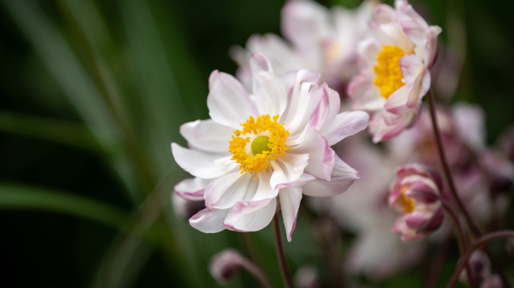 Zawilec 'Garden Breeze Pink Touch'