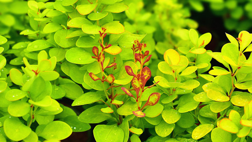 Berberys Thunberga 'Neon Gold'