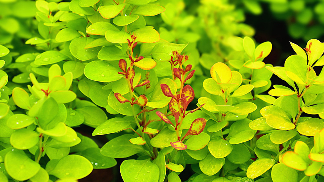 Berberys Thunberga 'Neon Gold'