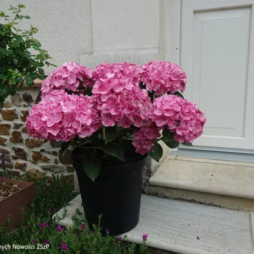 Hortensja ogrodowa PINKY BINDER