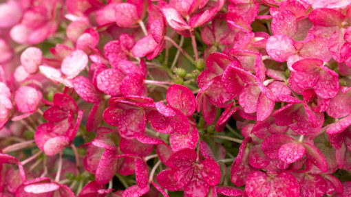 Hortensja bukietowa LIVING LITTLE ROSY