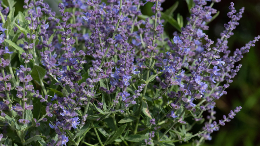 Perowskia lobodolistna 'Bluesette'