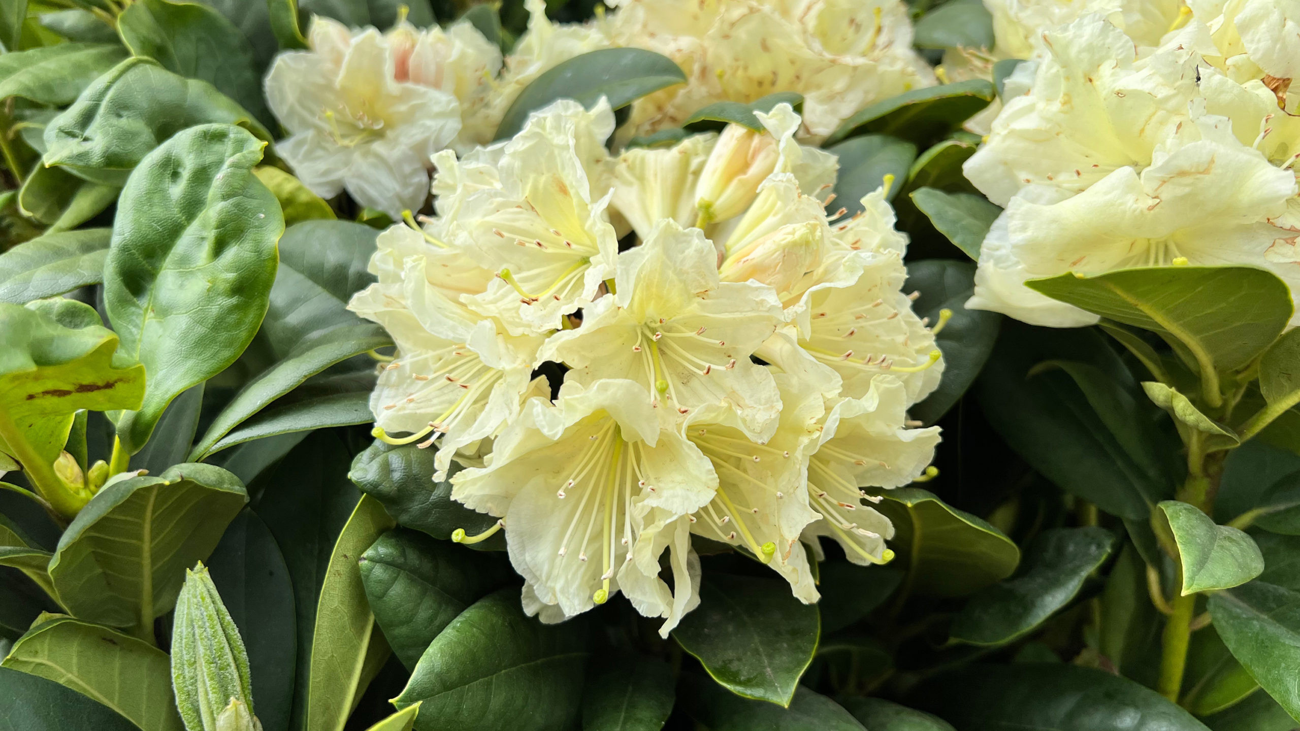 Ranecznik 'Pradd' (Rhododendron) - opis, wygld, wymagania, uprawa i  pielgnacja