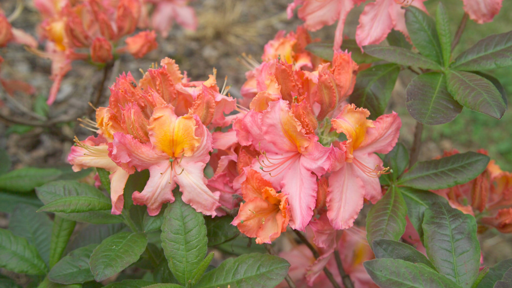 Azalia rhododendron 'Venus'