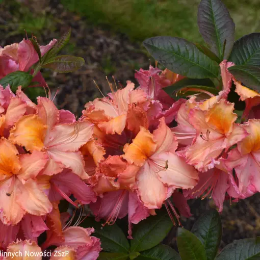 Azalia 'Venus'