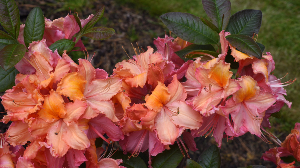 Azalia rhododendron 'Venus'