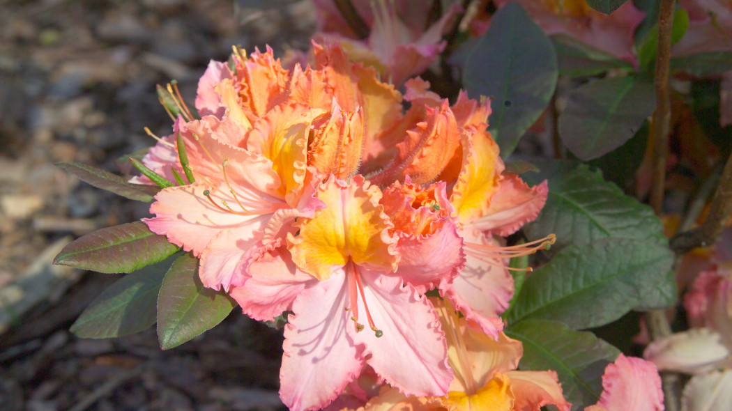 Azalia rhododendron 'Venus'