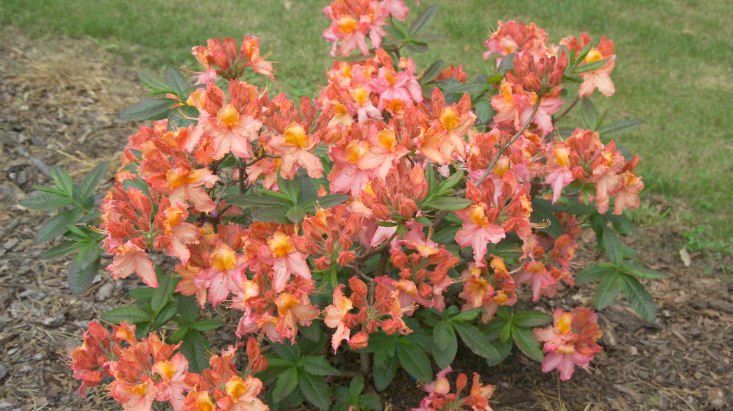 Azalia rhododendron 'Venus'