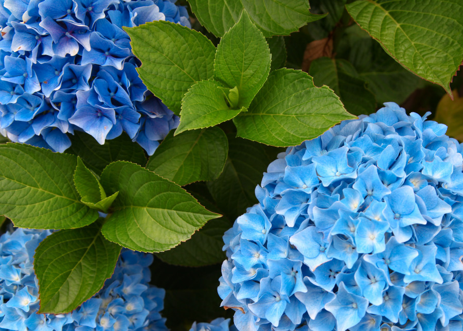 Niebieska hortensja w Twoim ogrodzie - poznaj sekrety jej uprawy