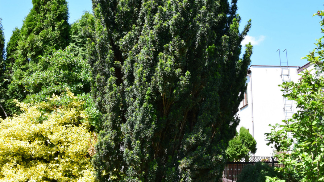 Taxus-baccata-GREEN-ROCKET-Kazimierz-Nowak