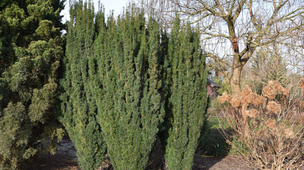 Taxus-baccata-GREEN-ROCKET-Kazimierz-Nowak