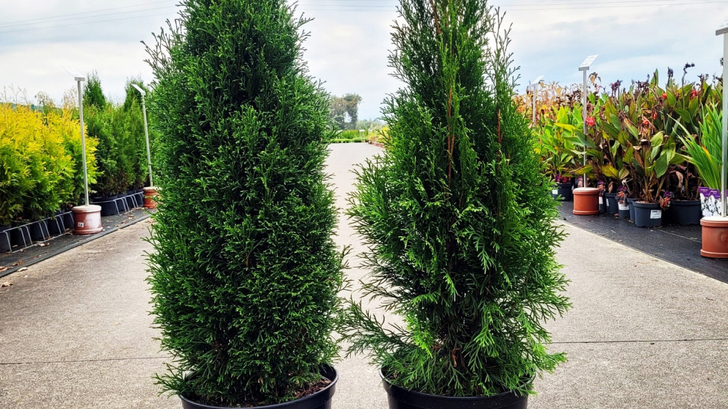 Thuja-occidentalis-GREAT-STAR-GK01