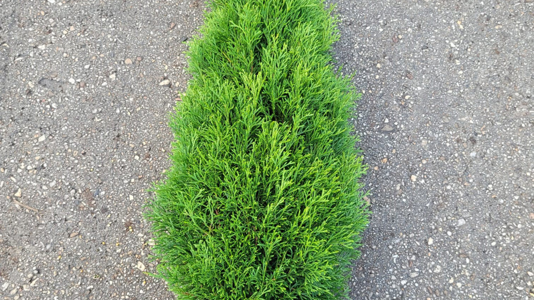 Thuja-occidentalis-GREAT-STAR-GK01